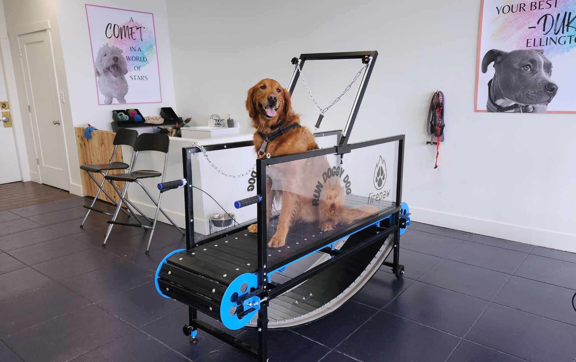 How Much Does A Dog Treadmill Cost