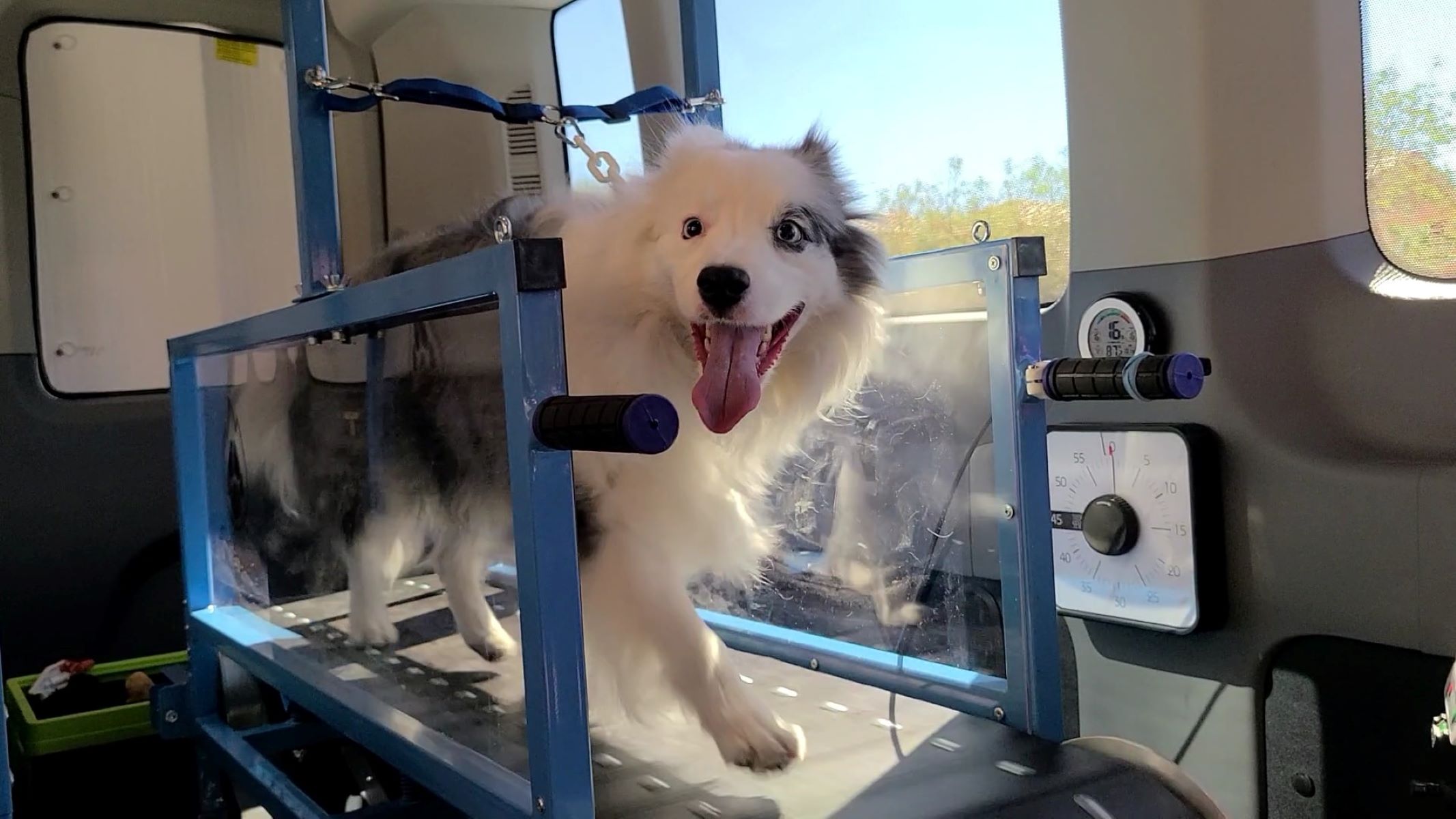 How To Make A Dog Treadmill