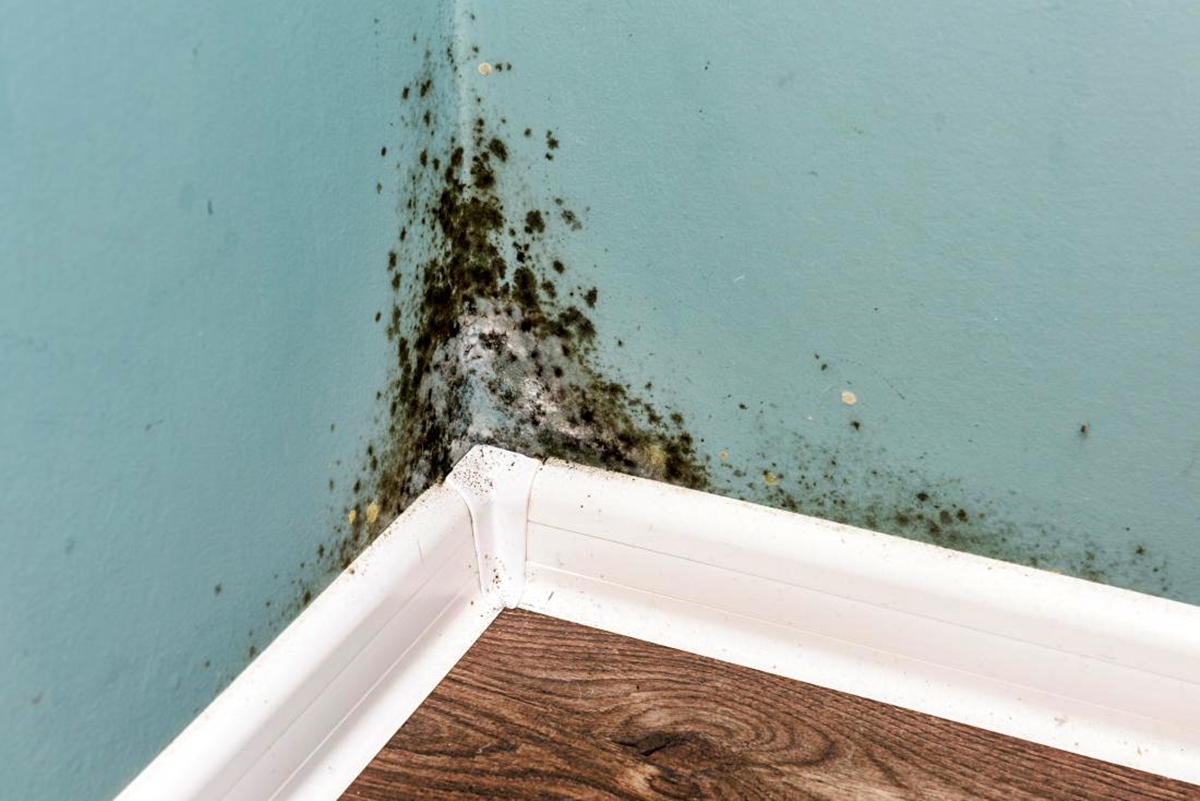 How Does Mold Affect Your Health