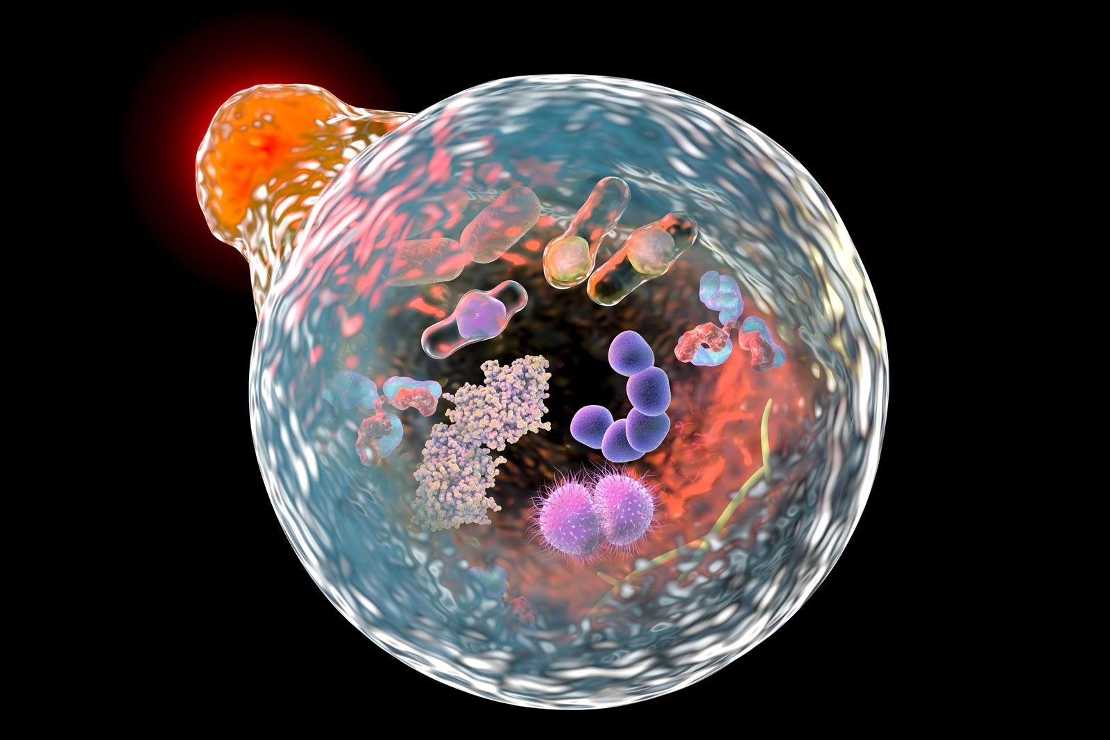 Why Are Lysosomes Important To The Health Of Cells?